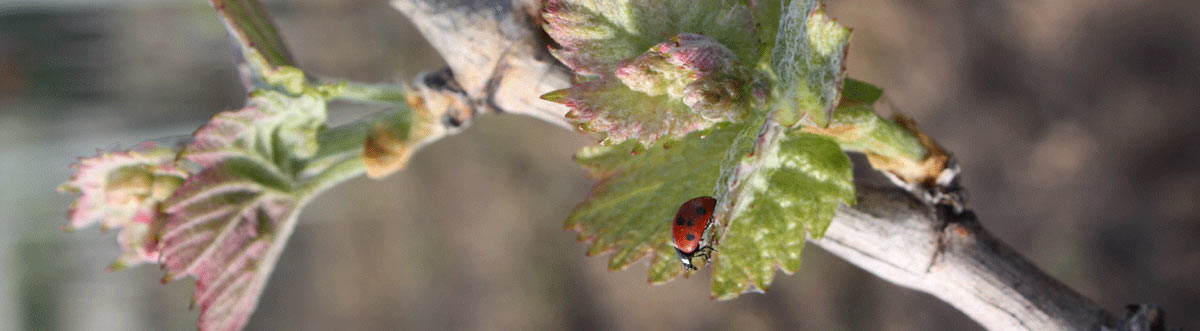 Images du chateau de Roquebrune